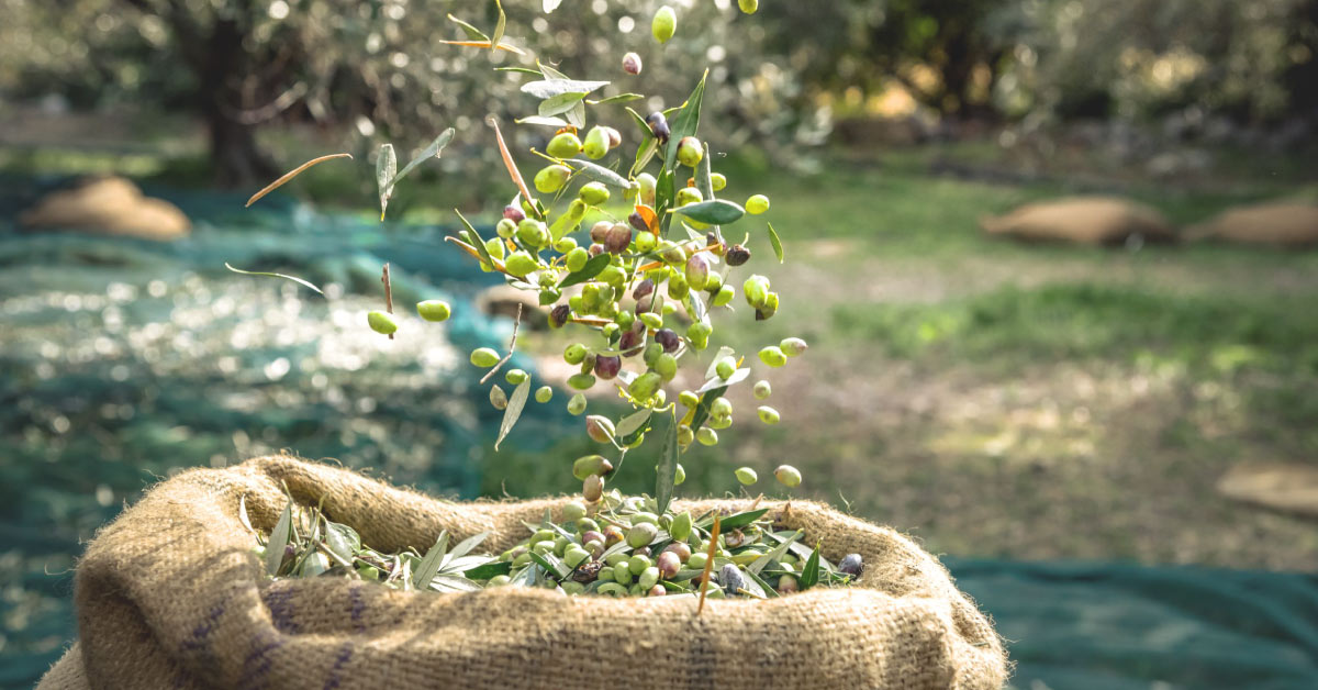 Curiosity & Insights - 5 things to know about olive's harvest and