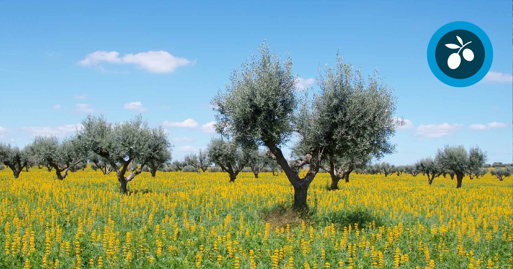 POLYCONIC VASE (WINE GLASS) OLIVE TREE PRUNING: ADVANTAGES, TECHNIQUES AND  TOOLS